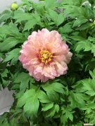 大同适合养什么花，市花和市树是什么
