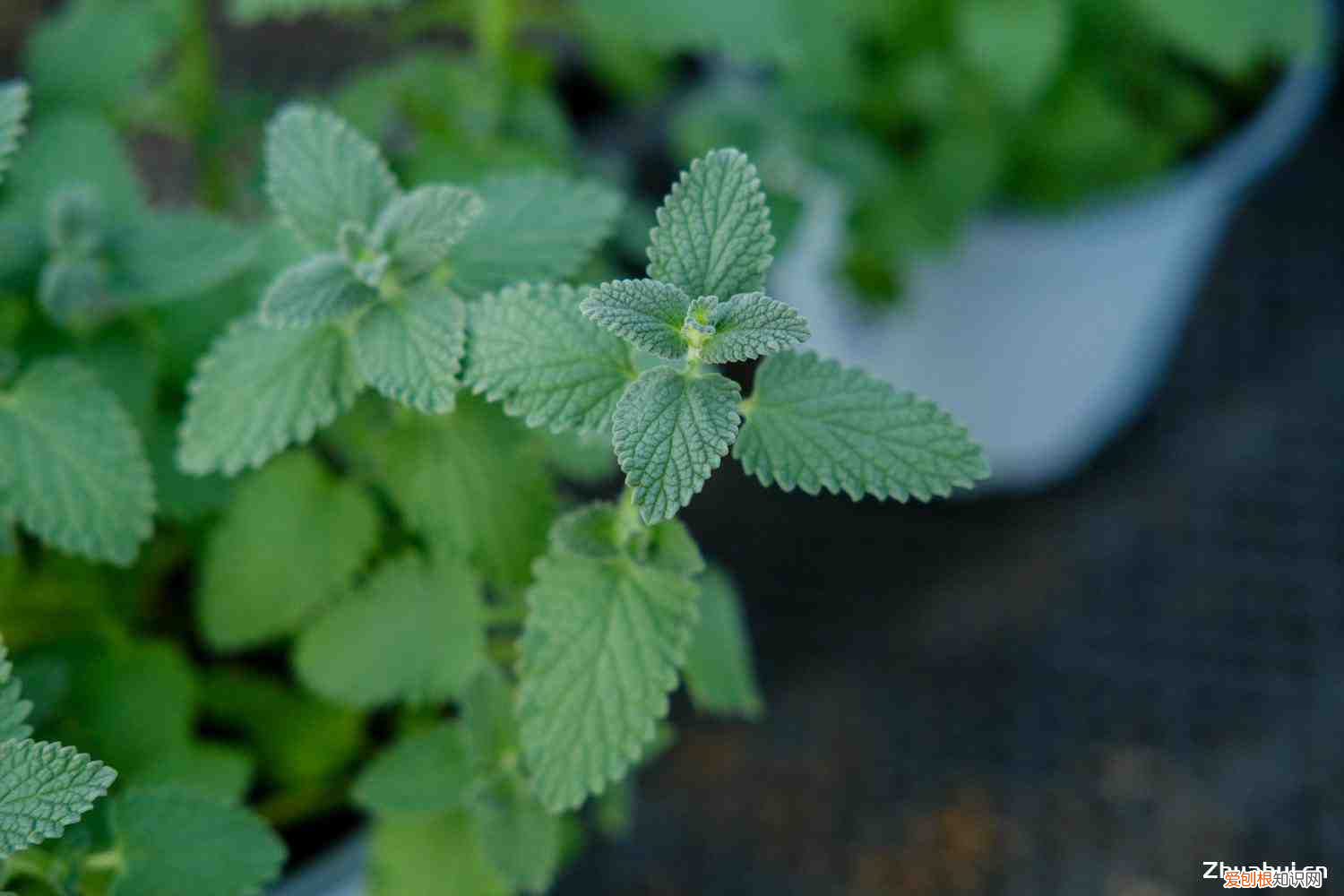 做生意应该买什么盆栽，提高孩子成绩风水植物？