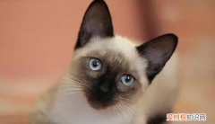 尖脸的猫咪面相不好 ，尖脸的猫咪面相不好怎么办？