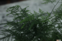 水培文竹枯黄后怎么处理，水培文竹？
