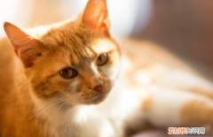 该不该给母猫留一个小猫儿子可以吗 ，猫愿意亲近的人 不是一般人？