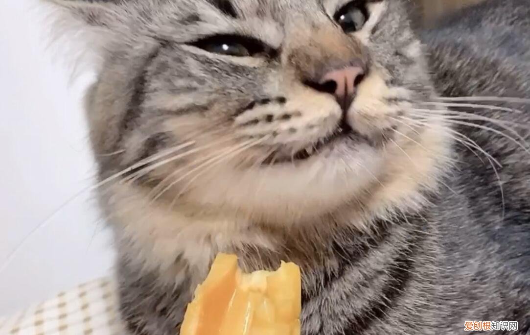 猫咪十大禁忌水果 ,猫咪能不能吃菠萝蜜?