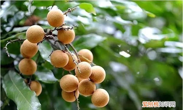 24节气中的白露是什么意思? ，24节气当中的白露是什么意思？