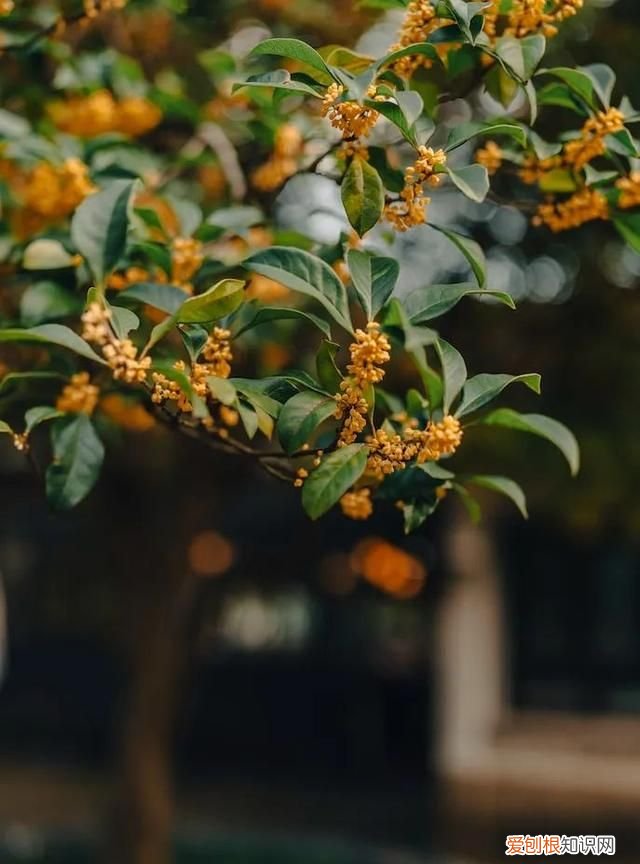 24节气中的白露是什么意思? ，24节气当中的白露是什么意思？