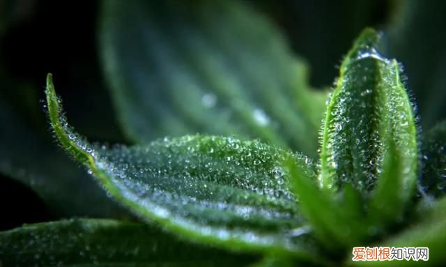 24节气中的白露是什么意思? ，24节气当中的白露是什么意思？
