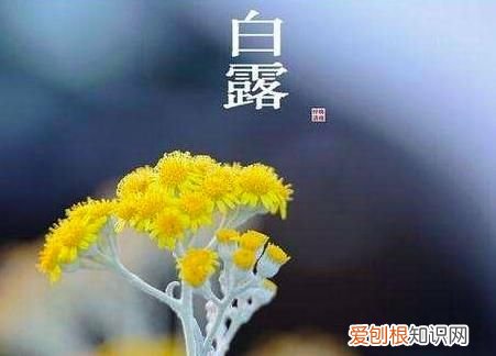 24节气中的白露是什么意思? ，24节气当中的白露是什么意思？
