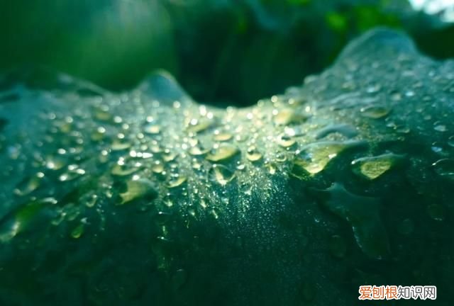 24节气中的白露是什么意思? ，24节气当中的白露是什么意思？