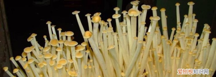金针菇是药水泡出来的吗 ,怎样辨别金针菇是否有化学品?