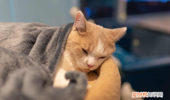猫咪要磨牙棒嘛 ，猫咪要磨牙棒吗？