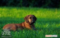 怎么训练罗得西亚脊背犬看家，猎狮犬看家能力训练，怎么训练优秀的猎犬