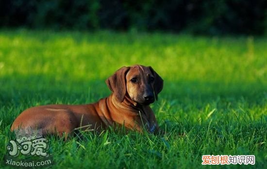 怎么训练罗得西亚脊背犬看家，猎狮犬看家能力训练，怎么训练优秀的猎犬