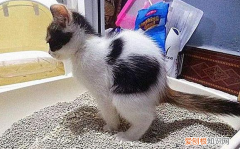 两个月小猫不拉屎 ，2个月的小猫不拉屎？