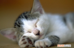 2个月小猫离开人就叫正常吗 ，两个月猫咪离开妈妈一直叫？