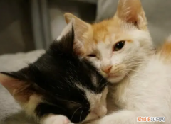 猫配成功后立马不叫了吗 ，猫咪配对成功几种表现图片？