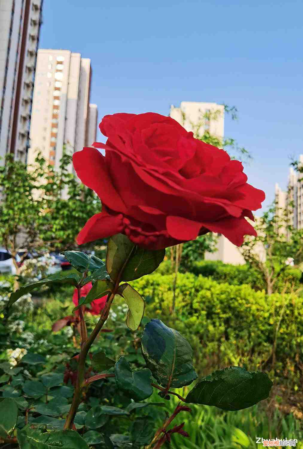 唐山有几个花卉批发市场，唐山适合养什么花，市花和市树是什么？