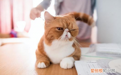 三岁的猫换主人还会亲人么 ，三岁猫换主人需要适应多久？