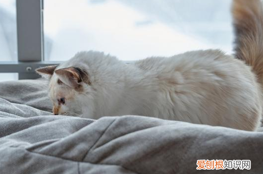 幼猫一定要跟人睡,不然就一直叫 ，猫夏天自己在家会热坏吗？