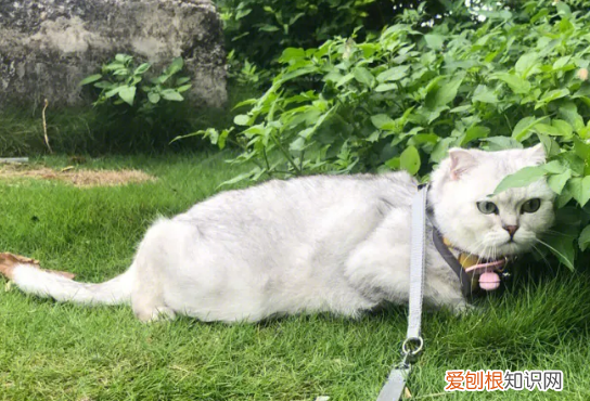 要溜猫嘛 ，遛猫有必要吗？