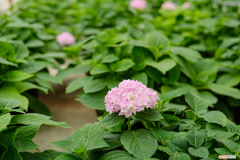 上海长年适合养的花有哪些，上海适合养什么花，市花和市树是什么？