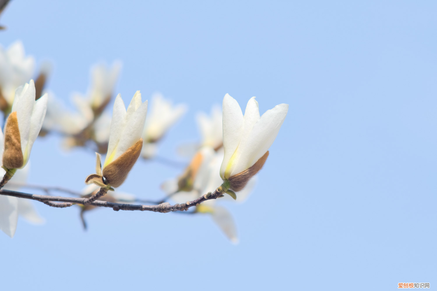 上海长年适合养的花有哪些，上海适合养什么花，市花和市树是什么？