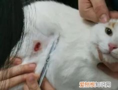 猫身上有个窟窿怎么回事 ，猫身上有个窟窿是什么？