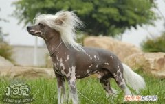 墨西哥无毛犬怎么训练，墨西哥无毛犬训练技巧