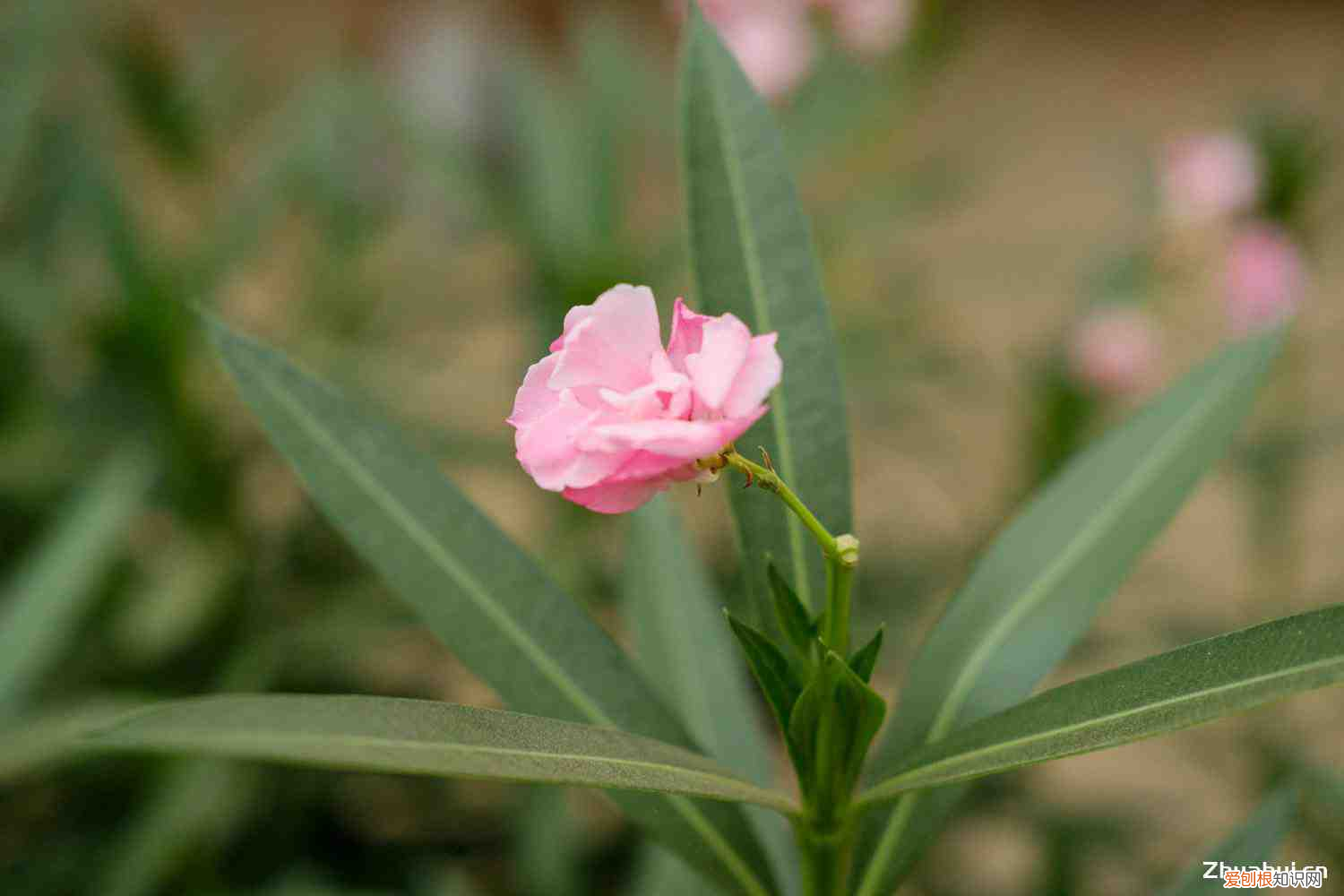 家中不宜种的13种植物，家里不能养的十种花？
