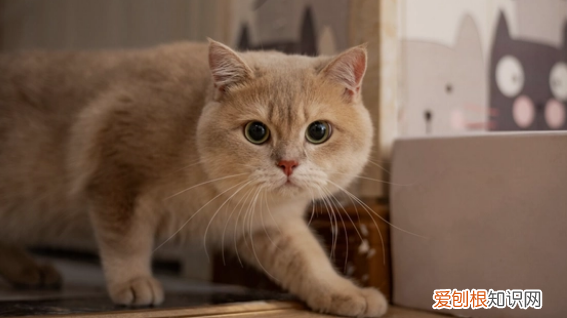 猫可以不打疫苗吗直接打狂犬 ，小猫不打疫苗可以养吗？