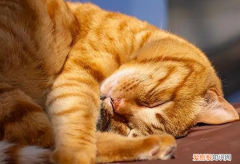 猫咪怕热还是怕冷? ，猫猫怕热么？
