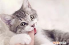 猫一边咬手一边用脚蹬你怎么办 ，猫一边咬手一边用脚蹬你？