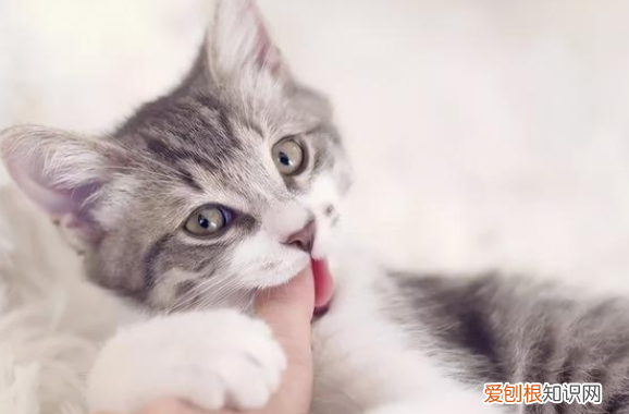 猫一边咬手一边用脚蹬你怎么办 ，猫一边咬手一边用脚蹬你？