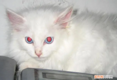 什么品种的猫眼睛是橙色 ，什么猫眼睛一黄一蓝？
