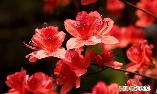 杜鹃花有枯叶什么原因，杜鹃花干叶掉叶是什么原因呢