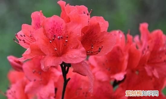 杜鹃花有枯叶什么原因，杜鹃花干叶掉叶是什么原因呢