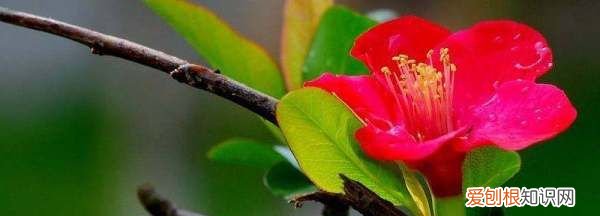 杜鹃花有枯叶什么原因，杜鹃花干叶掉叶是什么原因呢