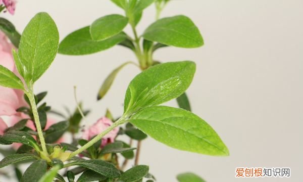 杜鹃花有枯叶什么原因，杜鹃花干叶掉叶是什么原因呢
