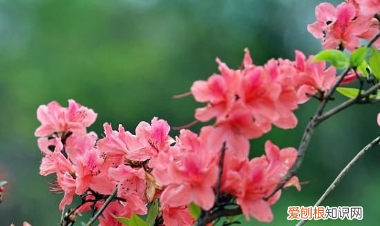 杜鹃花有枯叶什么原因，杜鹃花干叶掉叶是什么原因呢