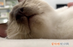 为什么有的猫不会咕噜呢 ，为什么有些猫不咕噜？