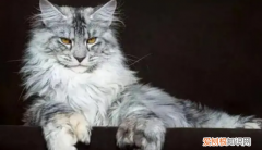 纯黑宠物猫的品种及价格 ，宠物猫的品种及价格 拿破仑？