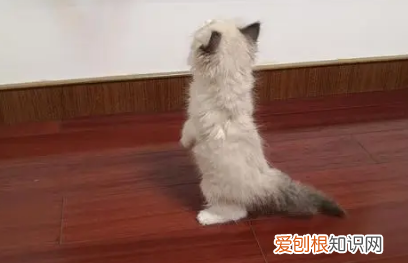猫想杀死你的表现 ，猫咪恨主人的十种表现？
