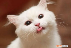 猫一直吐个舌头尖尖还不吃东西 ，猫一直吐个舌头尖尖流口水？
