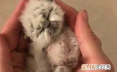 幼猫死亡的前兆是什么 ，幼猫死了有什么不好？