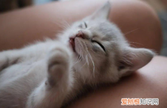 孕猫呼吸急促有呼噜声 ，孕猫呼吸急促有呼噜声怎么回事？