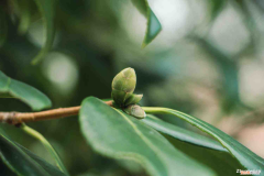 十八学士茶花有几个品种，十八学士茶花有几个品种？