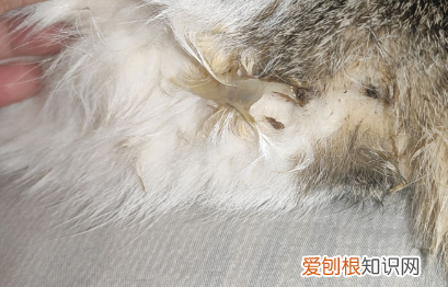 孕猫流了一点分泌物就不流了 ，母猫肚子里有死胎表现？