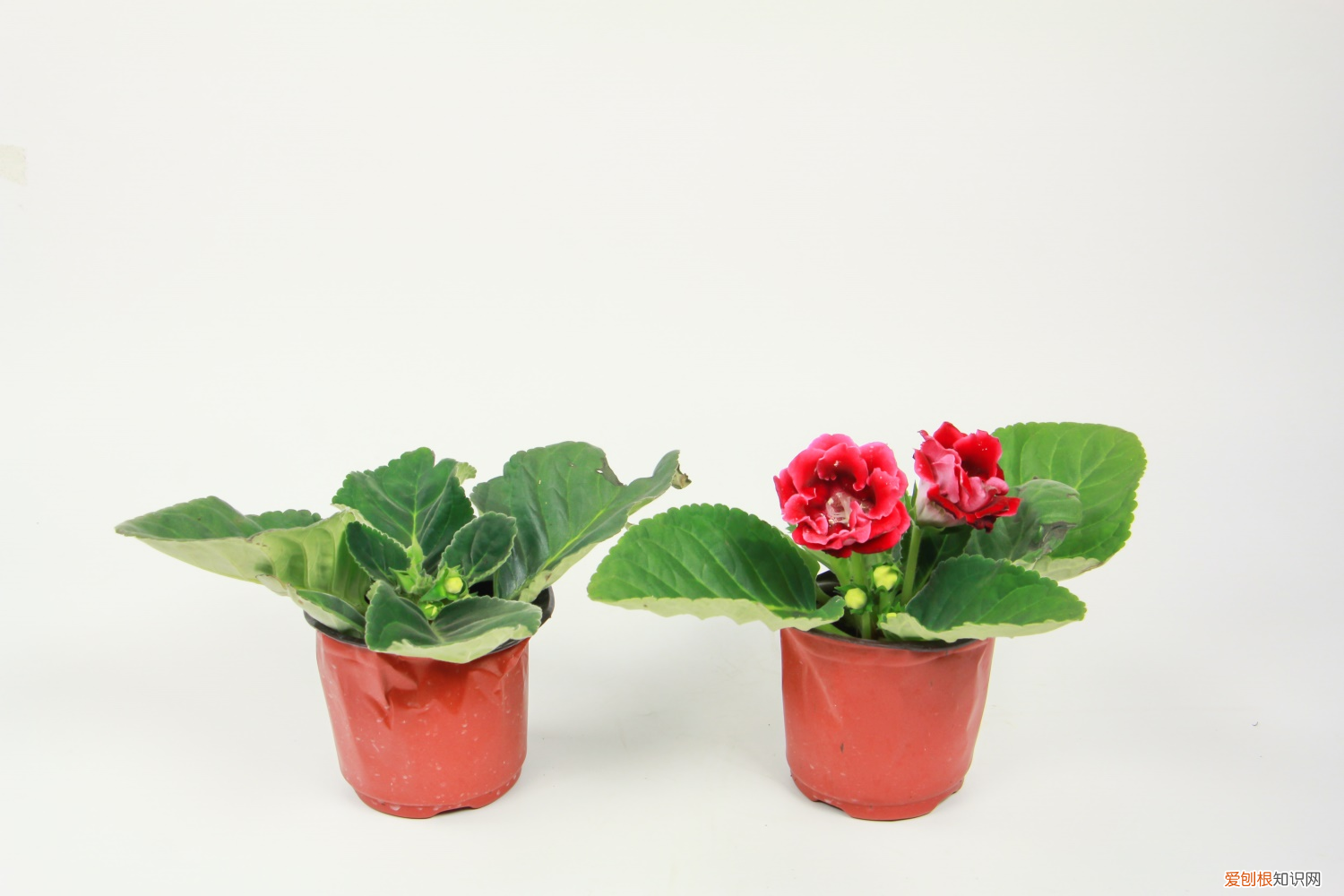 室内养四季开花耐阴植物有哪些，四季开花耐阴植物有哪些？