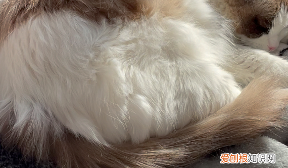 猫 腹式呼吸 吃喝正常 ，猫咪腹式呼吸和胸腹式呼吸？