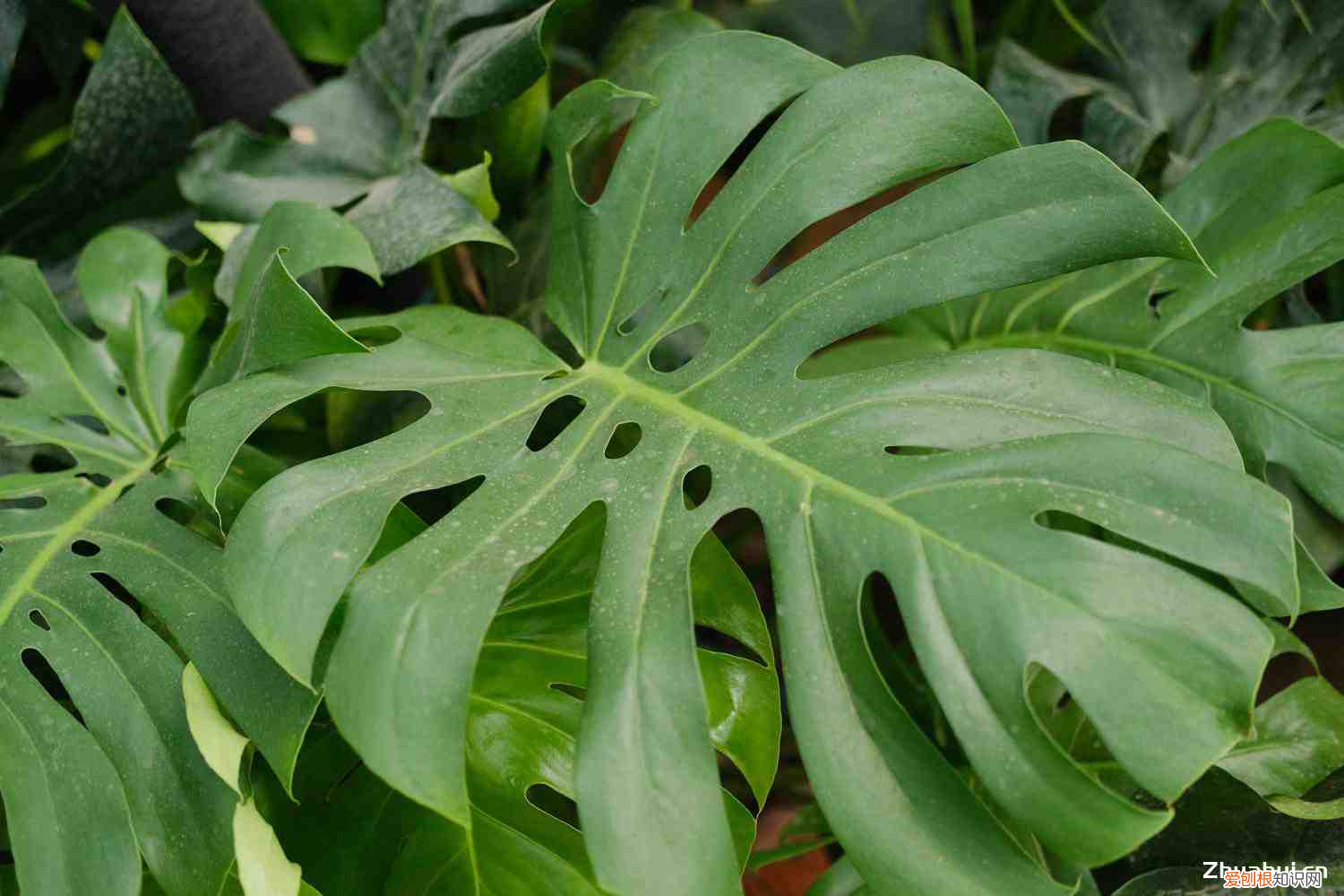 电视柜旁边适合摆什么植物好看，电视柜旁边适合摆什么植物？