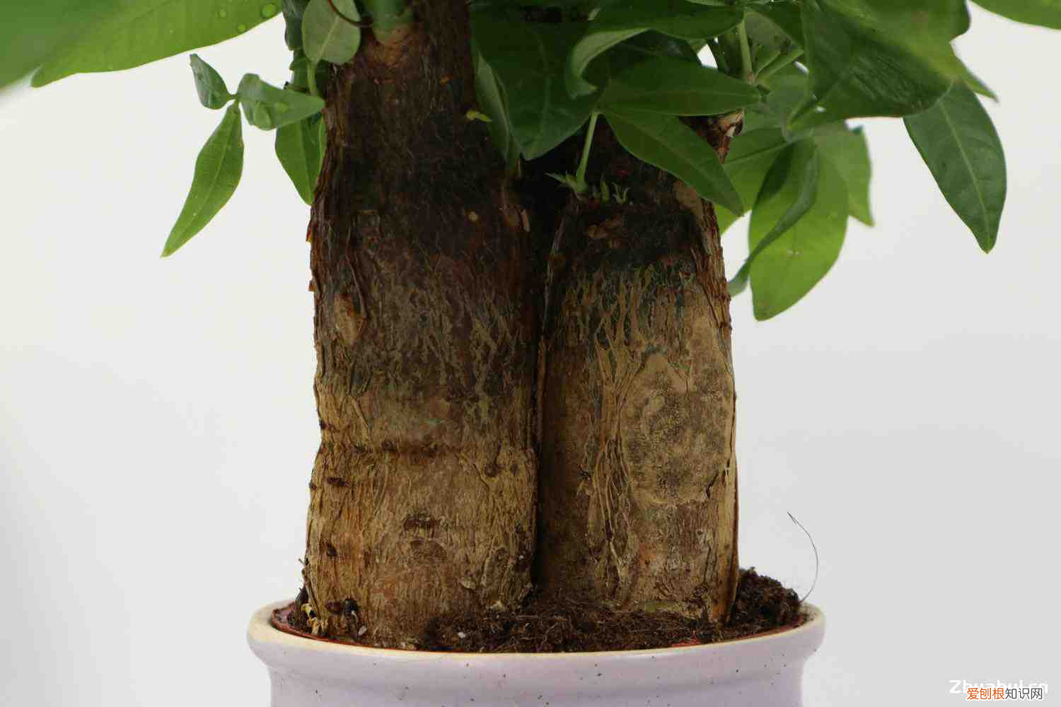 电视柜旁边适合摆什么植物好看，电视柜旁边适合摆什么植物？