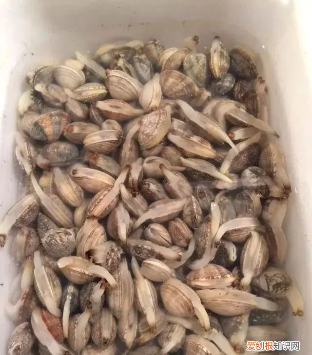 怎样快速的清洗花甲的泥沙 花甲盐怎么泡才能吐沙